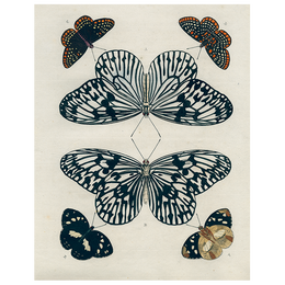 Mirrored Butterfly (p 228) - FINAL SALE