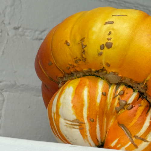 Porcelain Turban Squash with Leaf