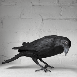 Papier-Mâché Painted Crow #02