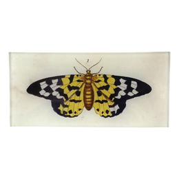 Butterfly #1 (Yellow)