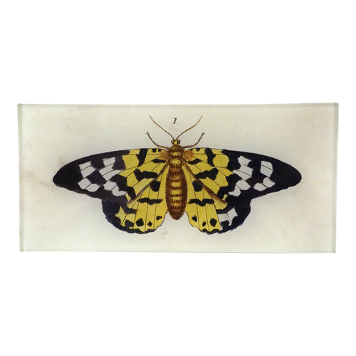 Butterfly #1 (Yellow)