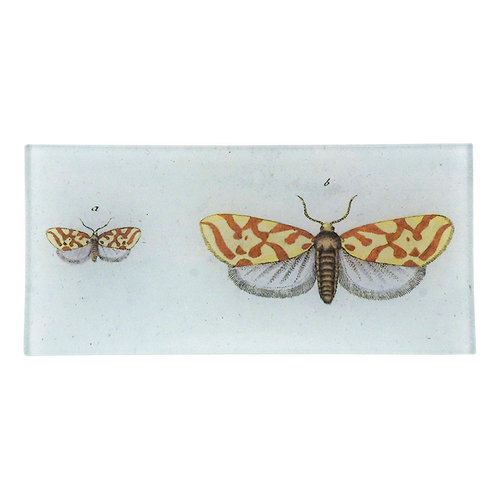 Pyralis Christierniana Moth