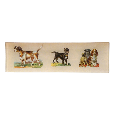 5 Dogs