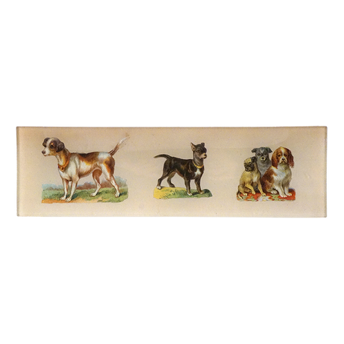 5 Dogs