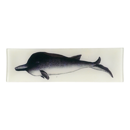 Minke Whale - FINAL SALE