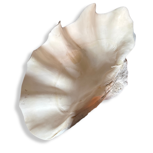 Giant Vintage Clam Shell