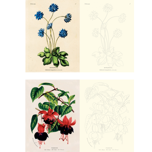 John Derian Colouring Book: Flowers - COMING SOON