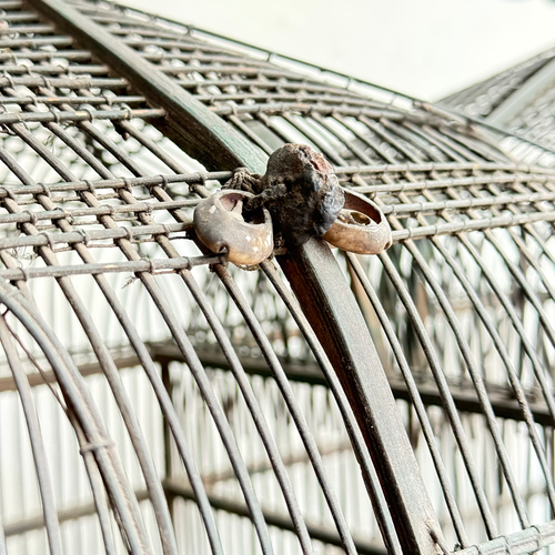 Mid 19th-century Victorian Double Dome Top Bird Cage