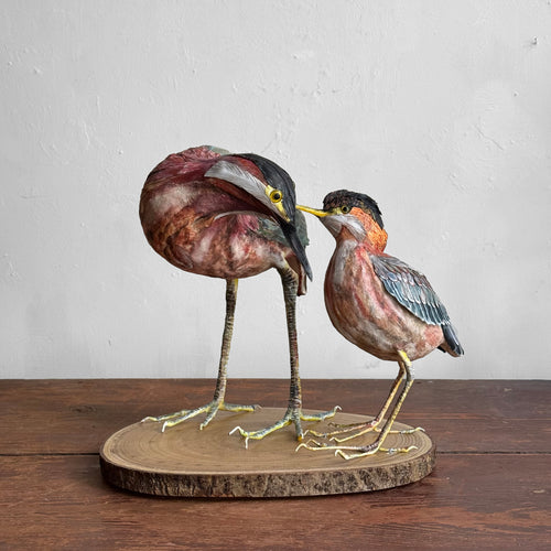 Papier-Mâché Black Crowned Night Heron with Chick