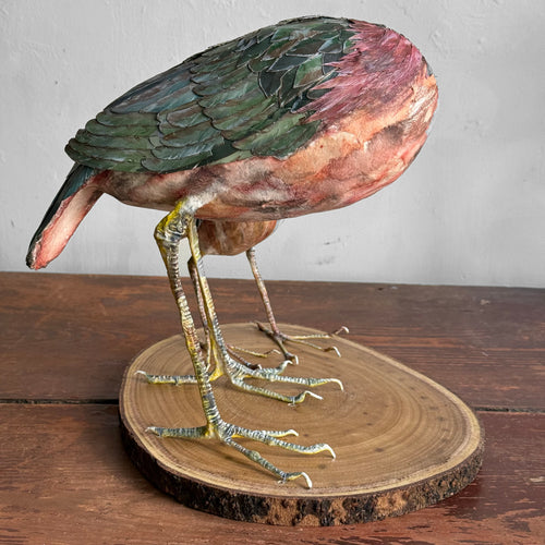 Papier-Mâché Black Crowned Night Heron with Chick