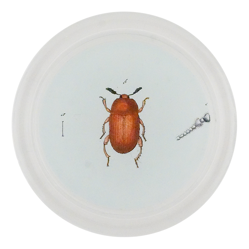 Red Altica Beetle (Beetles)