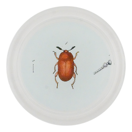 Red Altica Beetle (Beetles)
