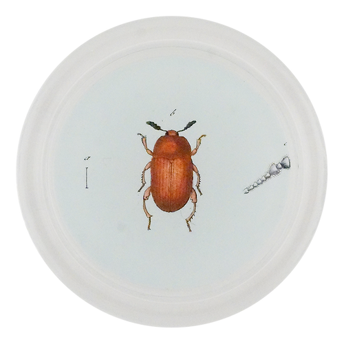 Red Altica Beetle (Beetles)
