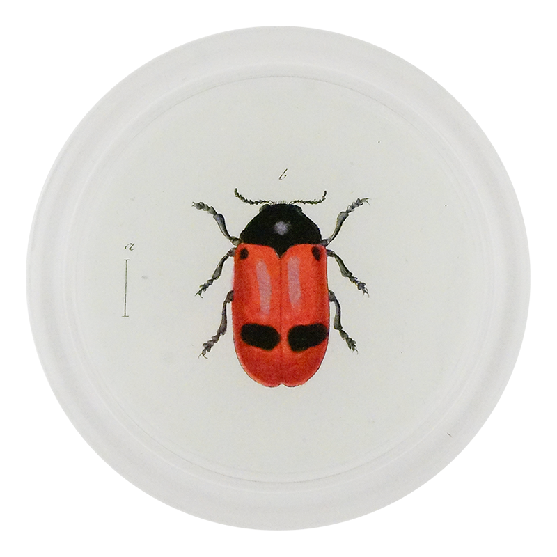 Red Ant Bag Beetle (Beetles)