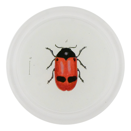 Red Ant Bag Beetle (Beetles)