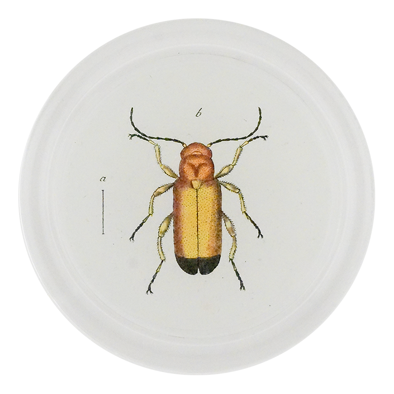 Yellow Blister Beetle (Beetles)