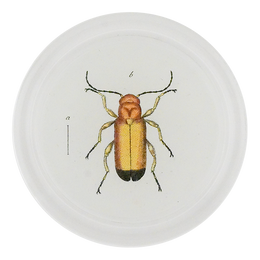 Yellow Blister Beetle (Beetles)