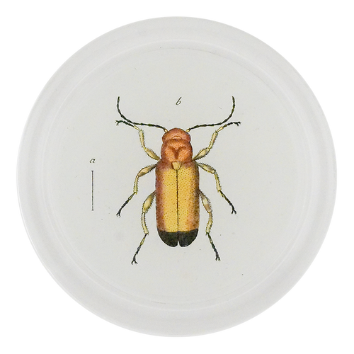 Yellow Blister Beetle (Beetles)