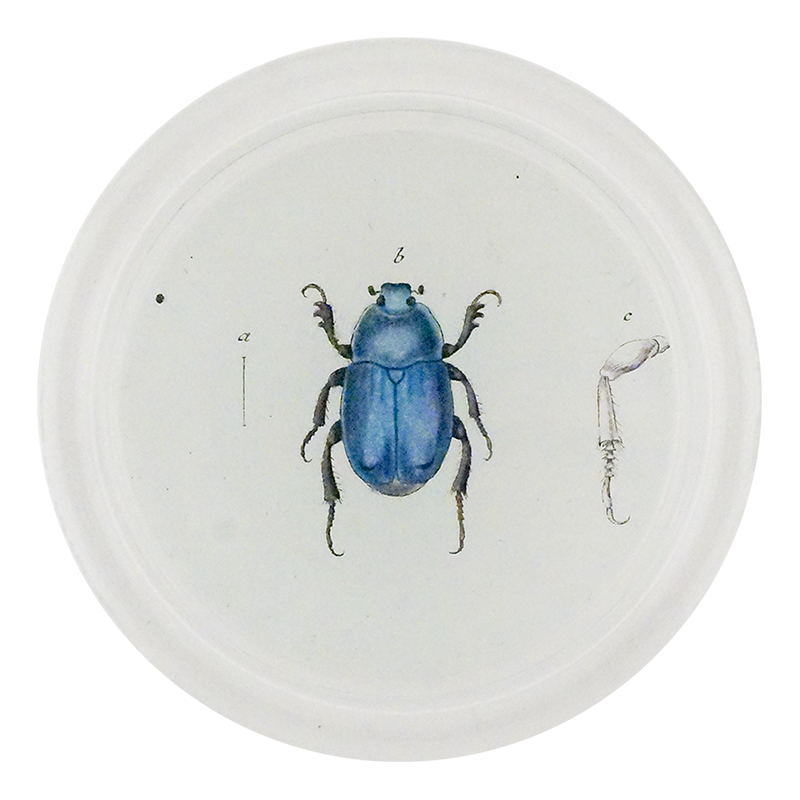 Blue Scarab Beetle (Beetles)