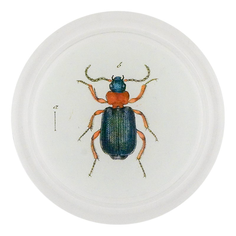Red & Green Bombardier Beetle (Beetles)