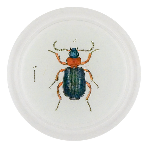 Red & Green Bombardier Beetle (Beetles)