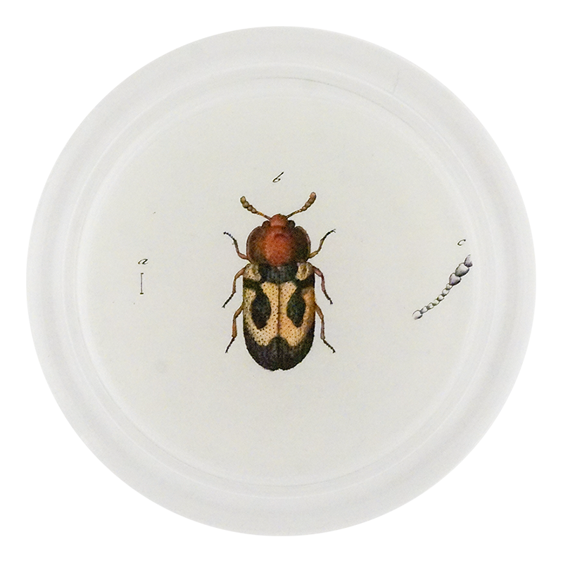 Yellow British Fungus Beetle (Beetles)