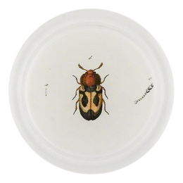 Yellow British Fungus Beetle (Beetles)