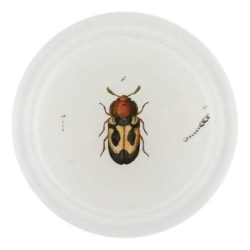 Yellow British Fungus Beetle (Beetles)