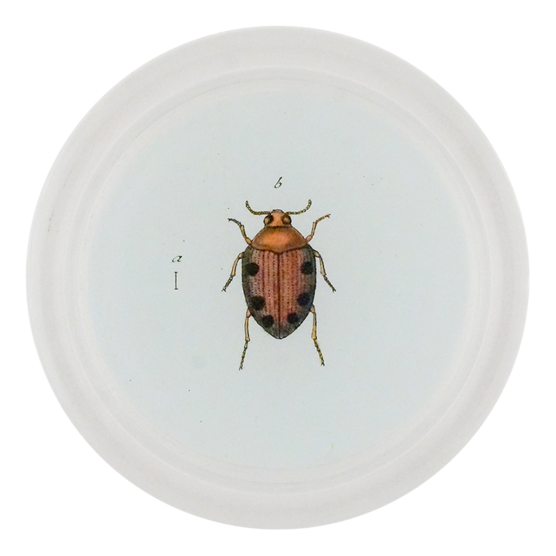 Brown Crawling Water Beetle (Beetles)
