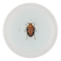 Brown Crawling Water Beetle (Beetles)