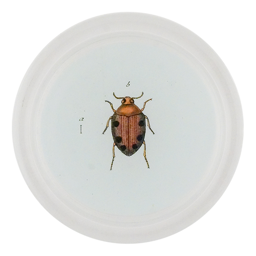 Brown Crawling Water Beetle (Beetles)