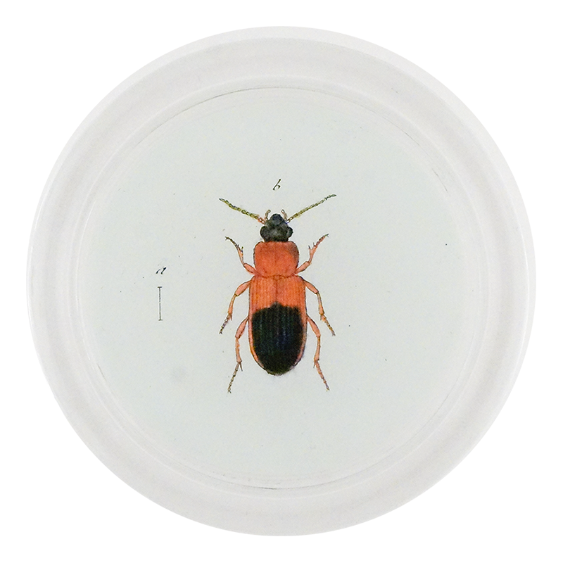 Red Mealworm Beetle (Beetles)