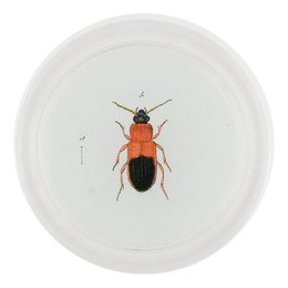 Red Mealworm Beetle (Beetles)