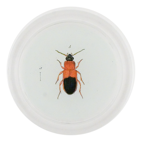 Red Mealworm Beetle (Beetles)