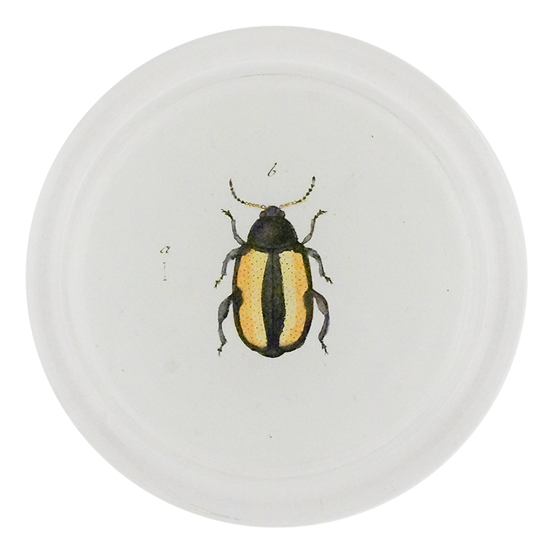 Yellow Flea Beetle (Beetles)