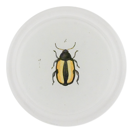 Yellow Flea Beetle (Beetles)