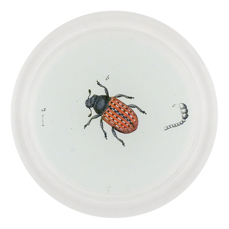 Red Fungus Weevil (Beetles)