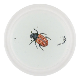 Red Fungus Weevil (Beetles)