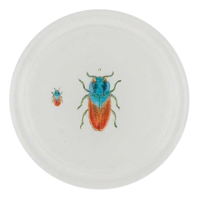 Blue Red Jewel Beetle (Beetles)