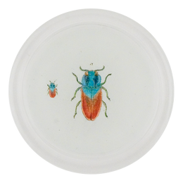 Blue Red Jewel Beetle (Beetles)