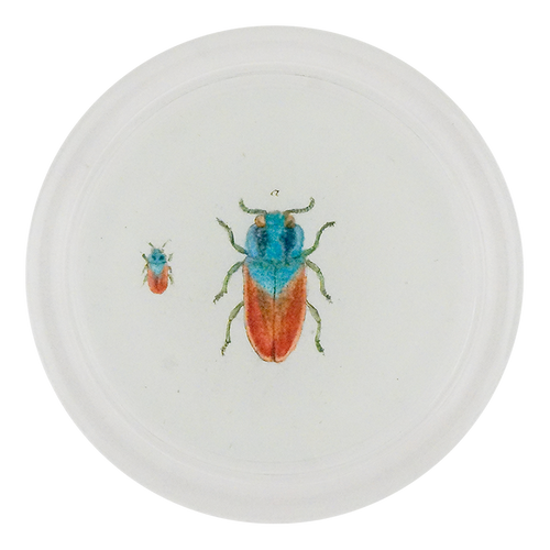 Blue Red Jewel Beetle (Beetles)