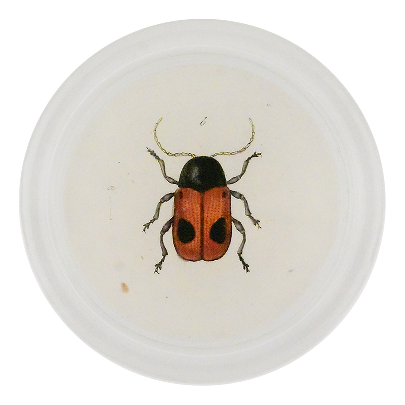 Black Dotted Red Leaf Beetle (Beetles)