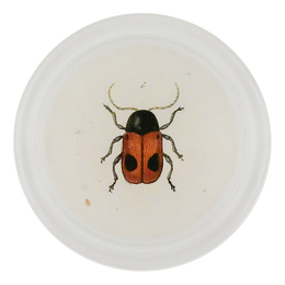 Black Dotted Red Leaf Beetle (Beetles)