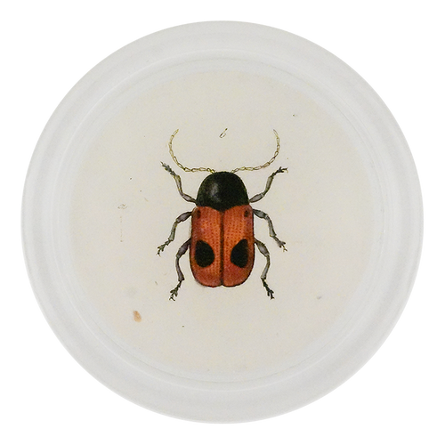 Black Dotted Red Leaf Beetle (Beetles)