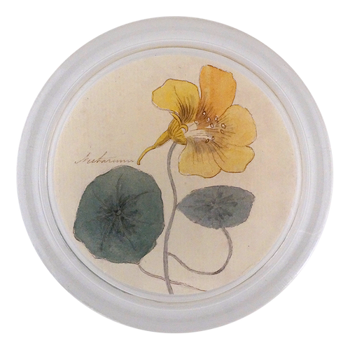 Nasturtium - FINAL SALE