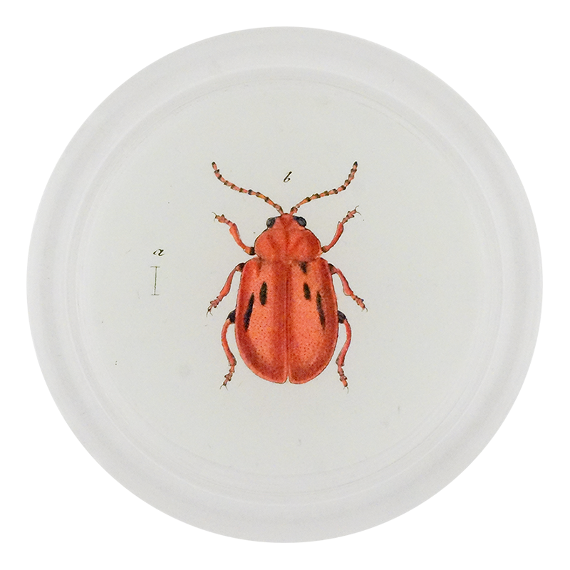 Red Onion Beetle (Beetles)