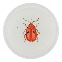 Red Onion Beetle (Beetles)