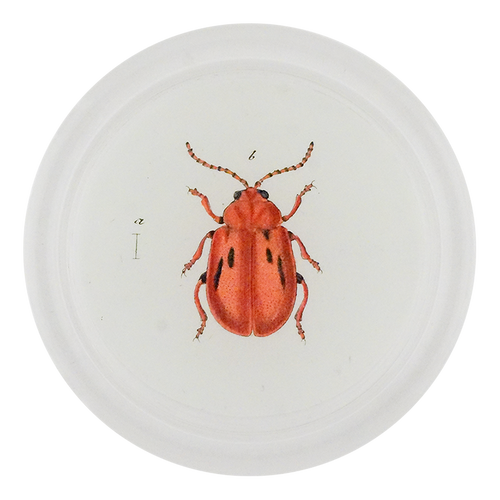 Red Onion Beetle (Beetles)