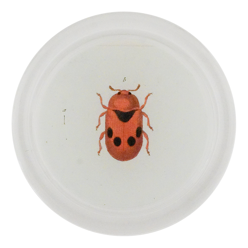 Two Dotted Leaf Beetle (Beetles)