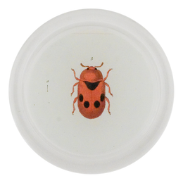 Two Dotted Leaf Beetle (Beetles)